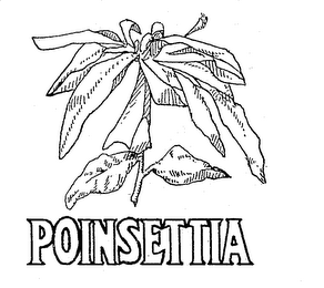 POINSETTIA