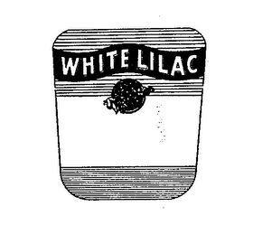 WHITE LILAC