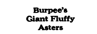 BURPEE'S GIANT FLUFFY ASTERS