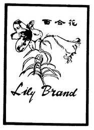 LILY BRAND