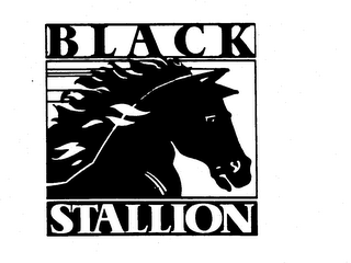 BLACK STALLION