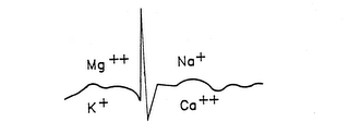 MG++ NA+ K+ CA++