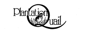 PLANTATION QUAIL