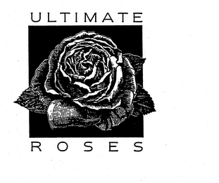 ULTIMATE ROSES