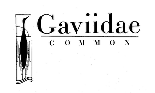 GAVIIDAE COMMON trademark
