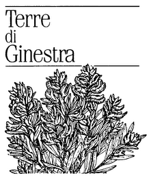 TERRE DI GINESTRA