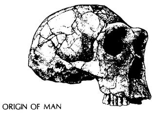 ORIGIN OF MAN