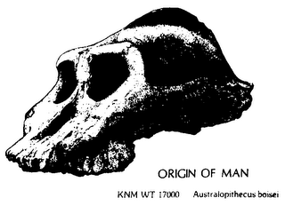 ORIGIN OF MAN KNM WT 17000 AUSTRALOPITHECUS BOISEI THIS EARLY MAN BELONGED TO A SPECIES THAT HAD ENORMOUS CHEEK TEETH AND A RELATIVELY SMALL BRAIN IT DATES TO ABOUT 2.5 MILLION YEARS AGO.