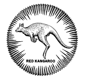 RED KANGAROO