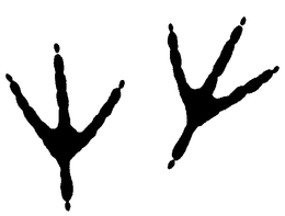 STERWIN LABORATORIES INC.