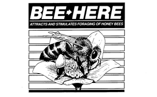 BEE-HERE ATTRACTS AND STIMULATES FORAGING OF HONEY BEES