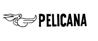 PELICANA