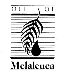 OIL OF MELALEUCA