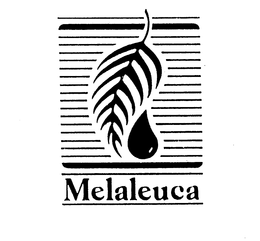 MELALEUCA