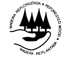 MADEIRA REFLORESTADA - REFORESTED WOOD - MADERA REPLANTADA