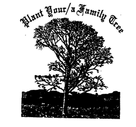 PLANT YOUR/A FAMILY TREE