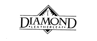 DIAMOND LEATHERLEAF