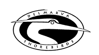 DELMARVA SHOREBIRDS