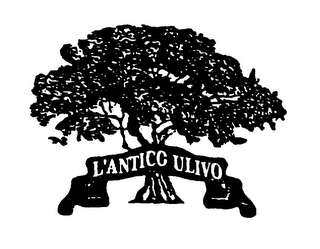 L'ANTICO ULIVO