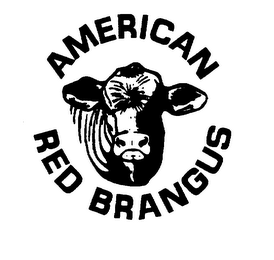 AMERICAN RED BRANGUS