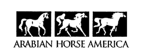 ARABIAN HORSE AMERICA