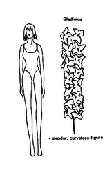 GLADIOLUS SLENDER, CURVELESS FIGURE