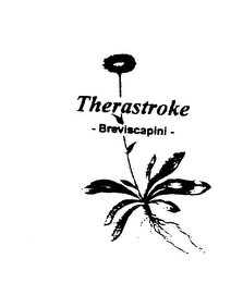 THERASTROKE BREVISCAPINI