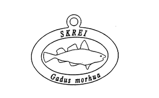 SKREI GADUS MORHUA