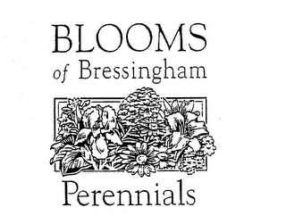 BLOOMS OF BRESSINGHAM PERENNIALS