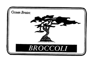 OCEAN BREEZE BROCCOLI