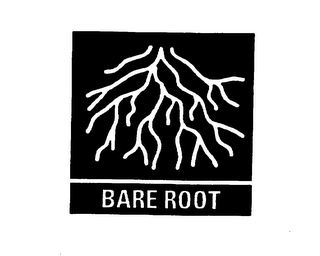 BARE ROOT