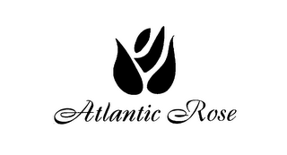 ATLANTIC ROSE