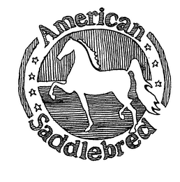 AMERICAN SADDLEBRED