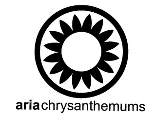 ARIA CHRYSANTHEMUMS