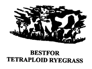 BESTFOR TETRAPLOID RYEGRASS