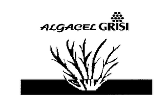 ALGACEL GRISI