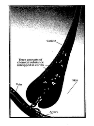 TRACE AMOUNTS OF CHEMICAL SUBSTANCE ENTRAPPED IN CORTEX CUTICLE VEIN ARTERY SKIN