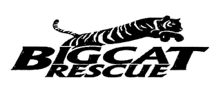 BIG CAT RESCUE