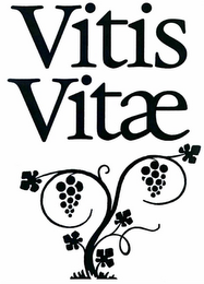 VITIS VITAE