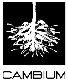 CAMBIUM