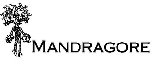 MANDRAGORE