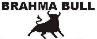 BRAHMA BULL