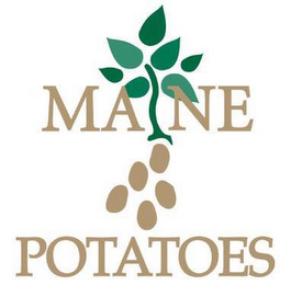 MAINE POTATOES