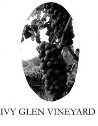 IVY GLEN VINEYARD