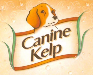 CANINE KELP