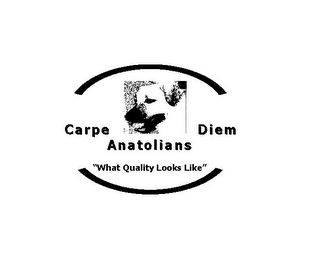 CARPE DIEM ANATOLIANS "WHAT QUALITY LOOKS LIKE"