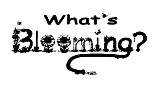 WHAT'S BLOOMING?