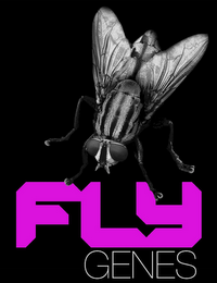 FLY GENES