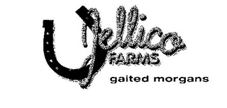 JELLICO FARMS GAITED MORGANS