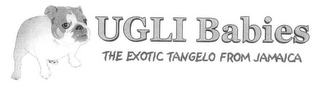 UGLI BABIES THE EXOTIC TANGELO FROM JAMAICA